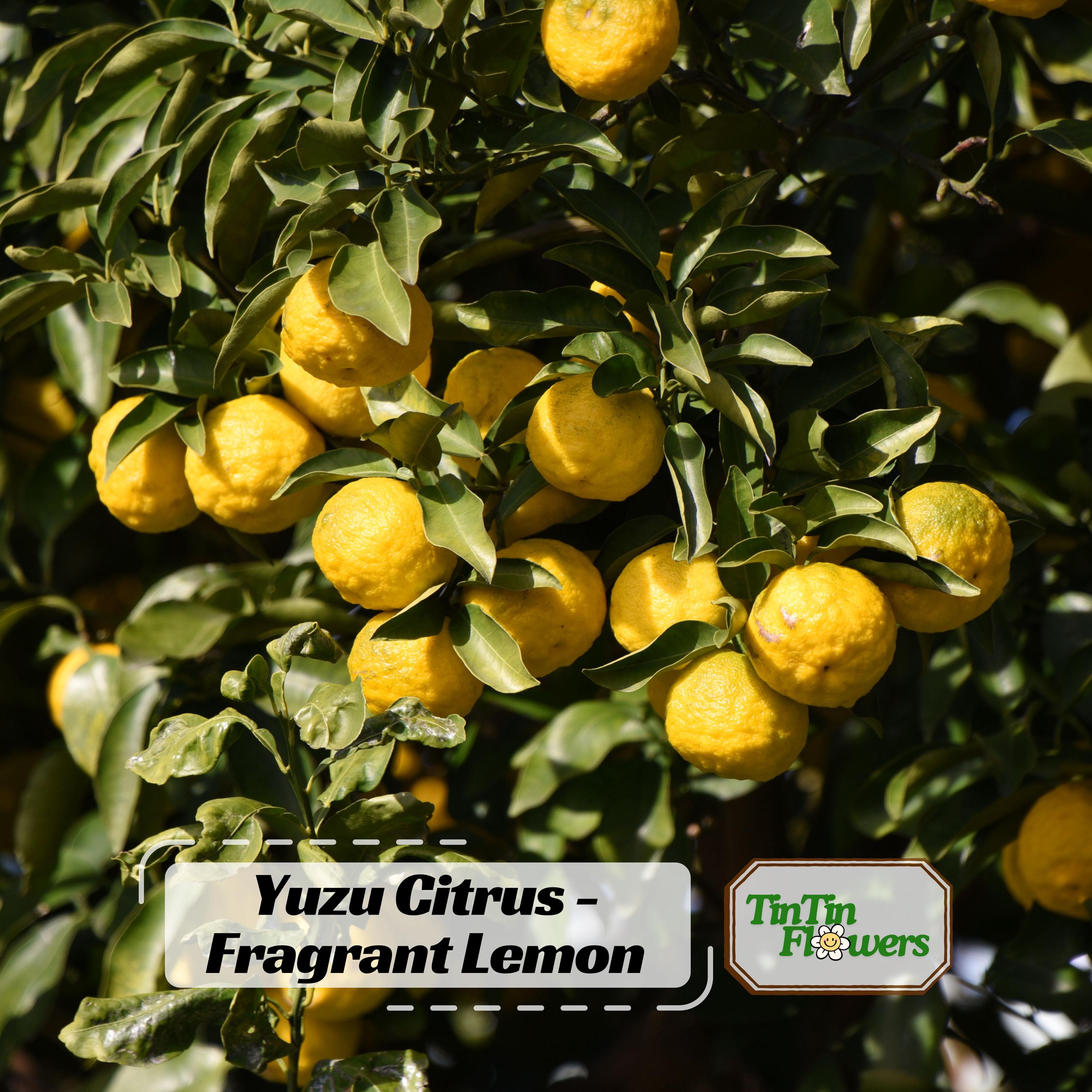 Yuzu Seed - Etsy