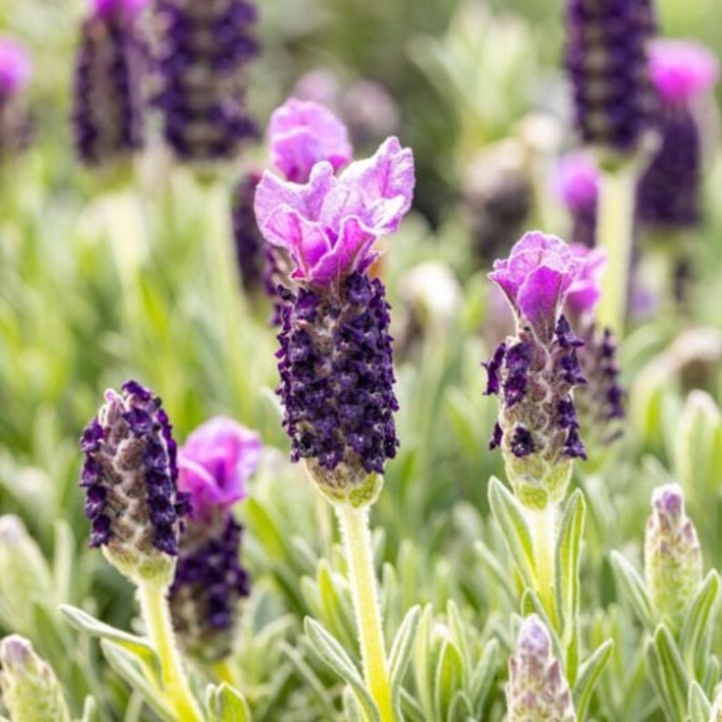 Pode incluir: Close-up de flores de lavanda com flores roxas e p&eacute;talas rosa claro. As flores est&atilde;o em foco, enquanto a folhagem verde est&aacute; desfocada no fundo.