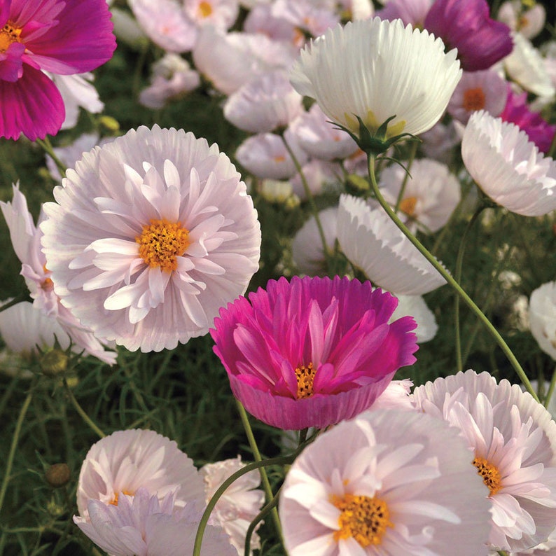 May include: A cluster of cosmos flowers in shades of white, pale pink, and vibrant magenta. Each flower features delicate, multi-layered petals surrounding a bright yellow center, supported by thin green stems amidst a field of similar blooms.