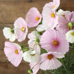 May include: A cluster of delicate cosmos flowers featuring soft pink and white petals with bright yellow centers. The blooms display a variety of stages from fully open, ruffled blossoms to smaller buds, all supported by thin green stems and foliage.