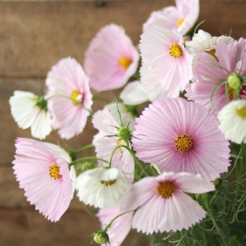 May include: A cluster of delicate cosmos flowers featuring soft pink and white petals with bright yellow centers. The blooms display a variety of stages from fully open, ruffled blossoms to smaller buds, all supported by thin green stems and foliage.