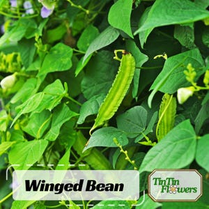 May include: A close-up of a winged bean plant with vibrant green leaves and pods. The image features the text "Winged Bean" in a white box, with the "TinTin Flowers" logo in the bottom right corner. The plant's leaves and pods are the focal point.