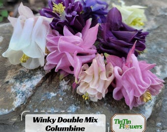 Aquilegia vulgaris Winky Double Mixture Columbine Seeds – Shade Perennial for Cottage Garden  - Plant in Late Summer to Early Fall