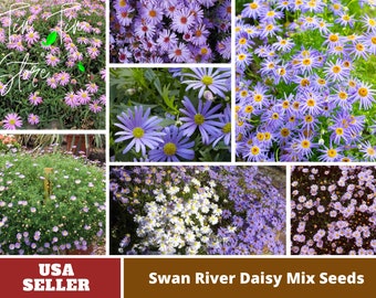 Swan River Mix Daisy Seeds-Perennial -Authentic Seeds-Flowers -Organic. Non GMO -Vegetable Seeds-Mix Seeds for Plant-B3G1#N014