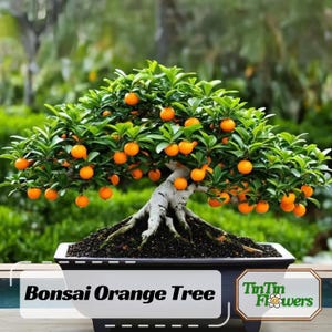10 Seeds| Bonsai Orange Tree Seeds – Dwarf Mini Citrus Seeds, Heirloom Organic Non-GMO Ornamental Fruit Tree- Fragrant Orange#5005