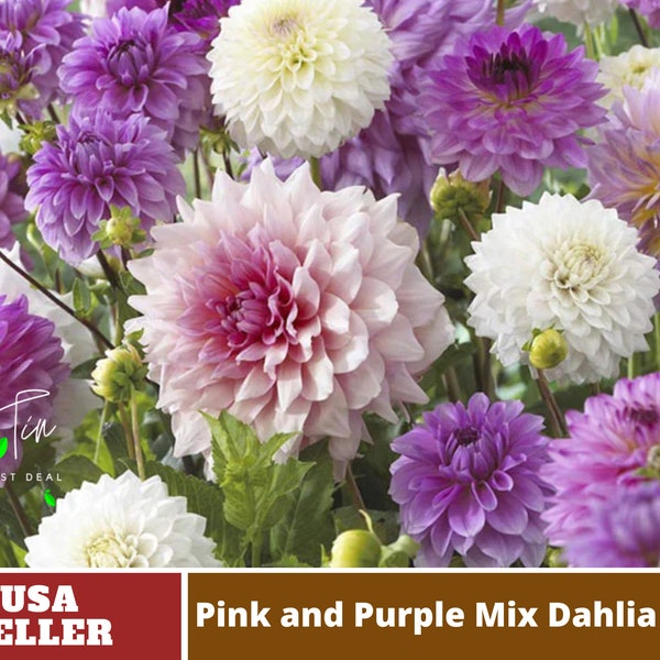 Pink & purple mix Dahlia Seeds -Perennial -Authentic Seeds-Flowers -Organic. Non GMO -Mix Seeds for Plant-B3G1#D043.