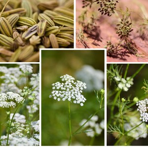 45 Seeds Cumin Cuminum cyminum Seeds Authentic Seeds GMO Free Vegetable Herb B3G1 6015 image 6