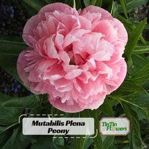10 Seeds | Mutabilis Plena Peony Seeds -Perennial - Paeonia - Attract butterflies - Open-Pollinated - Organic - Heirloom - .#B039