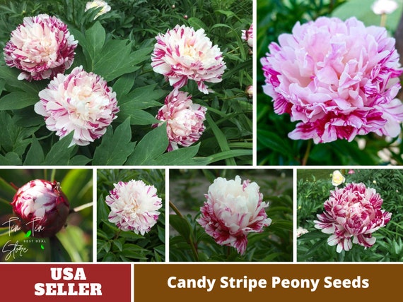 10 Rare Seeds Candy Stripe Peony Seeds Perennial authentic Seeds-flowers  organic. Non GMO seeds-mix Seeds for Plant-b3g1b037 
