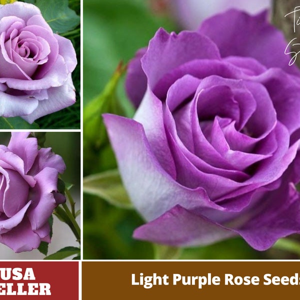 Light Purple Rose Seed-Perennial -Authentic Seeds-Flowers -Organic. Non GMO -Vegetable Seeds-Mix Seeds for Plant-B3G1#1084.