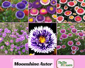 Moonshine Aster Seeds -Callistephus Chinensis-Asteraceae-Seed for Flower Gardens & Pollinator Butterflies