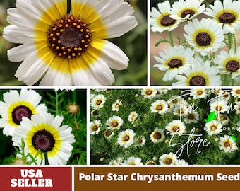 Polar Star Chrysanthemum Seeds-Perennial -Authentic Seeds-Flowers -Organic. Non GMO -Vegetable Seeds-Mix Seeds for Plant-B3G1#M003