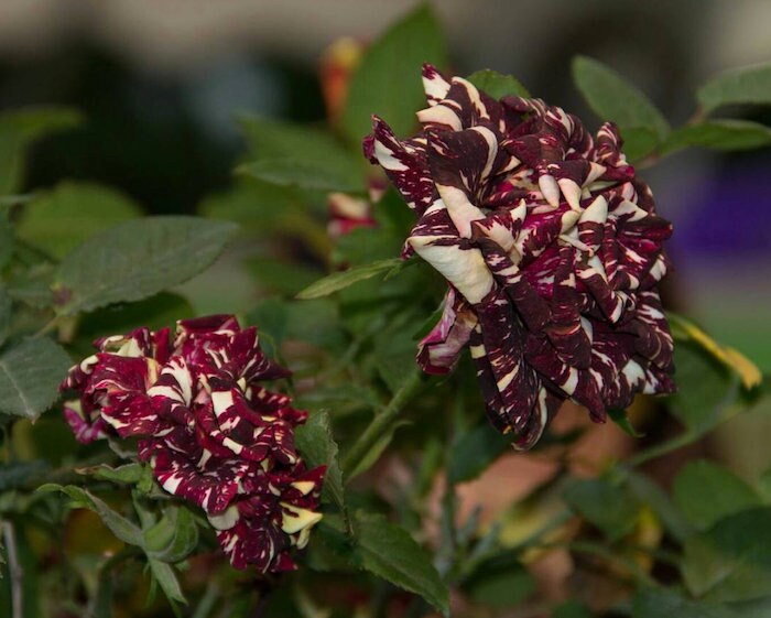 30 Rare Seedsblack Dragon Rose Seed perennial authentic Etsy