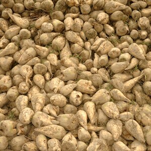 May include: A pile of freshly harvested sugar beets. The beets are various sizes and shapes, with a light brown color and some dirt clinging to them. The image shows a close-up view of the beets.