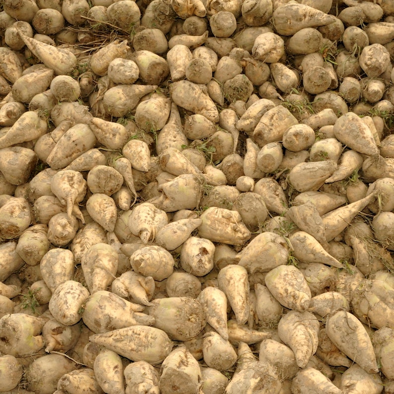 May include: A pile of freshly harvested sugar beets. The beets are various sizes and shapes, with a light brown color and some dirt clinging to them. The image shows a close-up view of the beets.