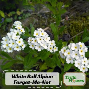 May include: White Ball Alpine Forget-Me-Not flowers in bloom. The flowers are small and white with yellow centers. The plant is green and leafy.