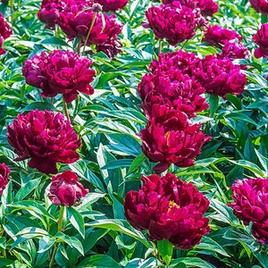 10 Rare Seeds Peter Brand Peony Seeds perennial authentic - Etsy