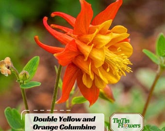 Double Yellow and Orange Columbine Seeds – Unique Perennial for Cottage & Pollinator Gardens - Plant in Late Summer to Early Fall