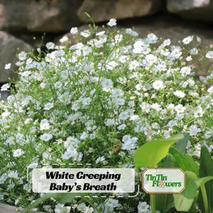 White Creeping Baby's Breath Seeds | Gypsophila fastigiata | Authentic | Heirloom | Vibrant Blooms| Pollinator Friendly