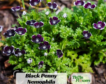 Black Penny Baby Blue Eyes Seeds – Nemophila maculata | Easy Annual Flower Garden Seeds