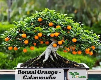 May include: A Calamondin orange bonsai tree with bright orange fruit and green leaves, planted in a dark rectangular pot. The text 'Bonsai Orange - Calamondin' and a logo with the text 'TinTin Flowers' are visible on the front of the pot.
