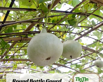 10 Seeds| Round Bottle Gourd Seeds – Lagenaria Siceraria – Organic Vegetable Seeds for Edible, Easy Grow Climbing Vine, High Yield#New 5-7