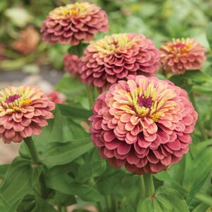 May include: Close-up of a cluster of pink and yellow Zinnia flowers with a blurred green background.
