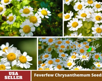 Feverfew Seeds Chrysanthemum Seeds -Perennial -Authentic Seeds-Flowers -Organic. Non GMO -Mix Seeds for Plant-B3G1#M002