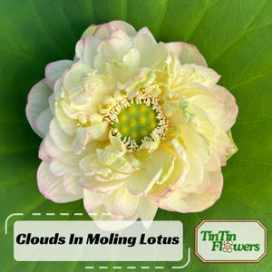 5+ Rare Seeds| Clouds In Moling Lotus Seeds - Indian Lotus (Nelumbo nucifera) Seeds - Flower Seeds - Water Plant – Exotic Pond Flower #Q024