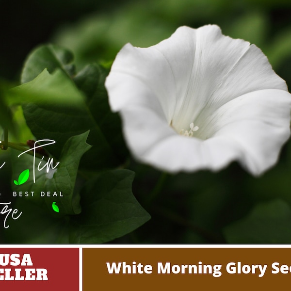 White Morning Glory Seeds -Authentic Seeds-Flowers -Organic. Non GMO -Vegetable Seeds-Mix Seeds for Plant-B3G1#F003.