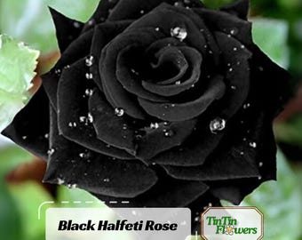 30+ Black Halfeti Rose Seeds - Perennial - Authentic Seeds - Mix Seeds - Late Winter to Early Spring Planting Time #1052.
