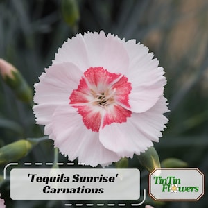 Tequila Sunrise' Carnations  - Dianthus Seeds - Open-Pollinated - Organic - Heirloom - Flower Seeds - Mix Seeds to Plant - .#ca30