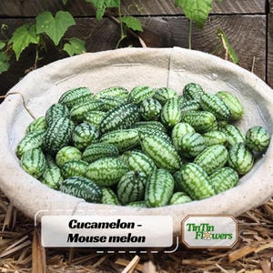 May include: A collection of small, oval-shaped cucamelons, also known as mouse melons, with green and white mottled skin, piled inside a round, off-white fabric-lined bowl. The text "Cucamelon - Mouse melon" and "TinTin Flowers" is visible.