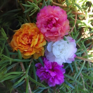 May include: A close-up of several vibrant flowers in shades of pink, orange, white, and purple. The flowers have multiple layers of petals and are surrounded by green foliage. The image is well-lit, showcasing the colors and textures.