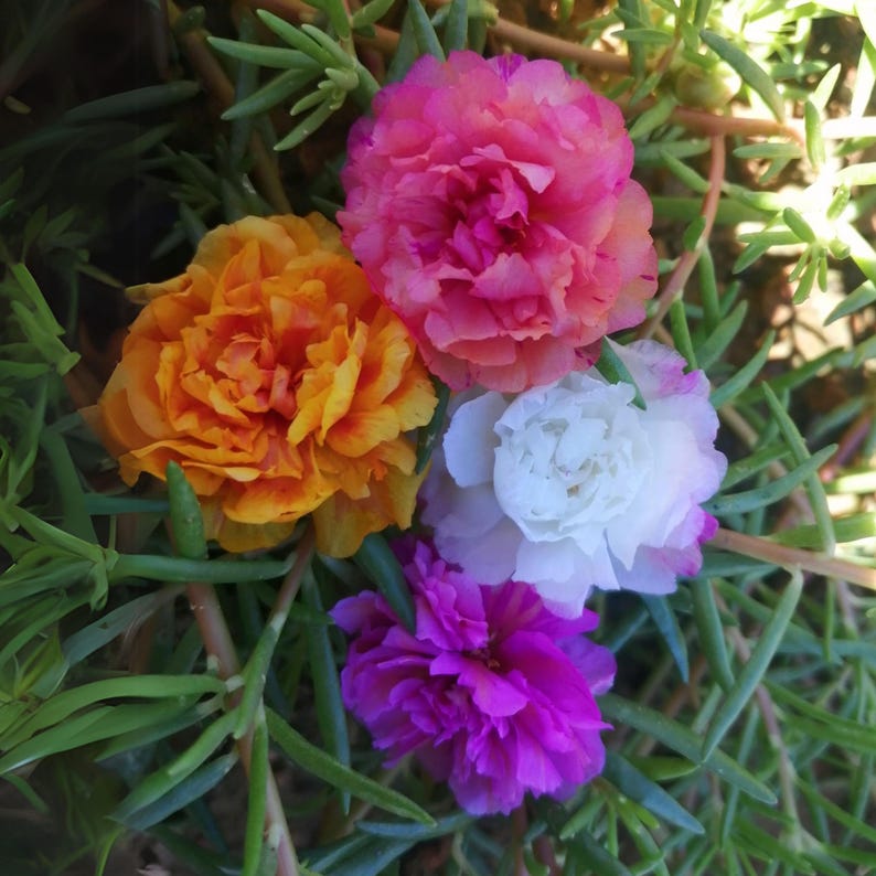 May include: A close-up of several vibrant flowers in shades of pink, orange, white, and purple. The flowers have multiple layers of petals and are surrounded by green foliage. The image is well-lit, showcasing the colors and textures.