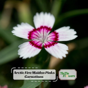 May include: Close-up of an Arctic Fire Maiden Pinks carnation flower. The flower has white petals with a vibrant magenta center and edges. The image also includes the text "Arctic Fire Maiden Pinks Carnations" and the logo "TinTin Flowers".