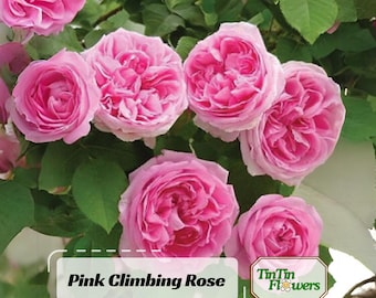 30+ Pink Climbing Rose Seeds - Perennial - Authentic Seeds - Mix Seeds - Late Winter to Early Spring Planting Time#1108