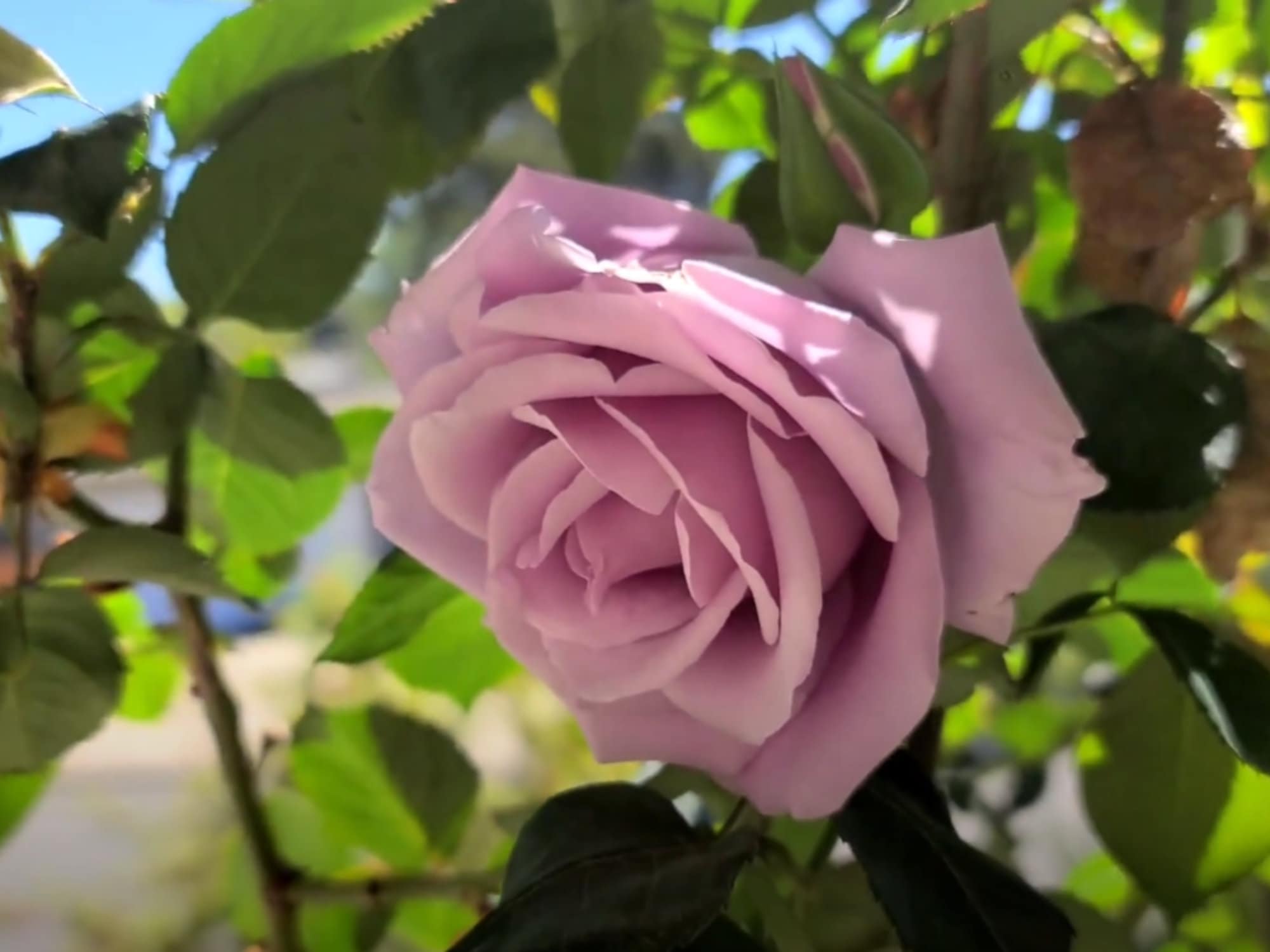 30 Seeds Hybrid Tea Blue Girl Rose Bush Flower Seeds Etsy