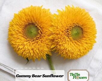 Gummy Bear Sunflower Seeds-Annual -Helianthus annuus - Open-Pollinated -  - Heirloom - Mix Seeds to Plant