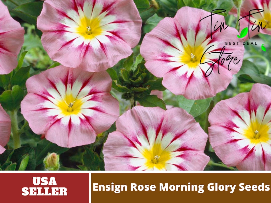 Ensign Rose Morning Glory Seeds authentic Seedsflowers organic herb