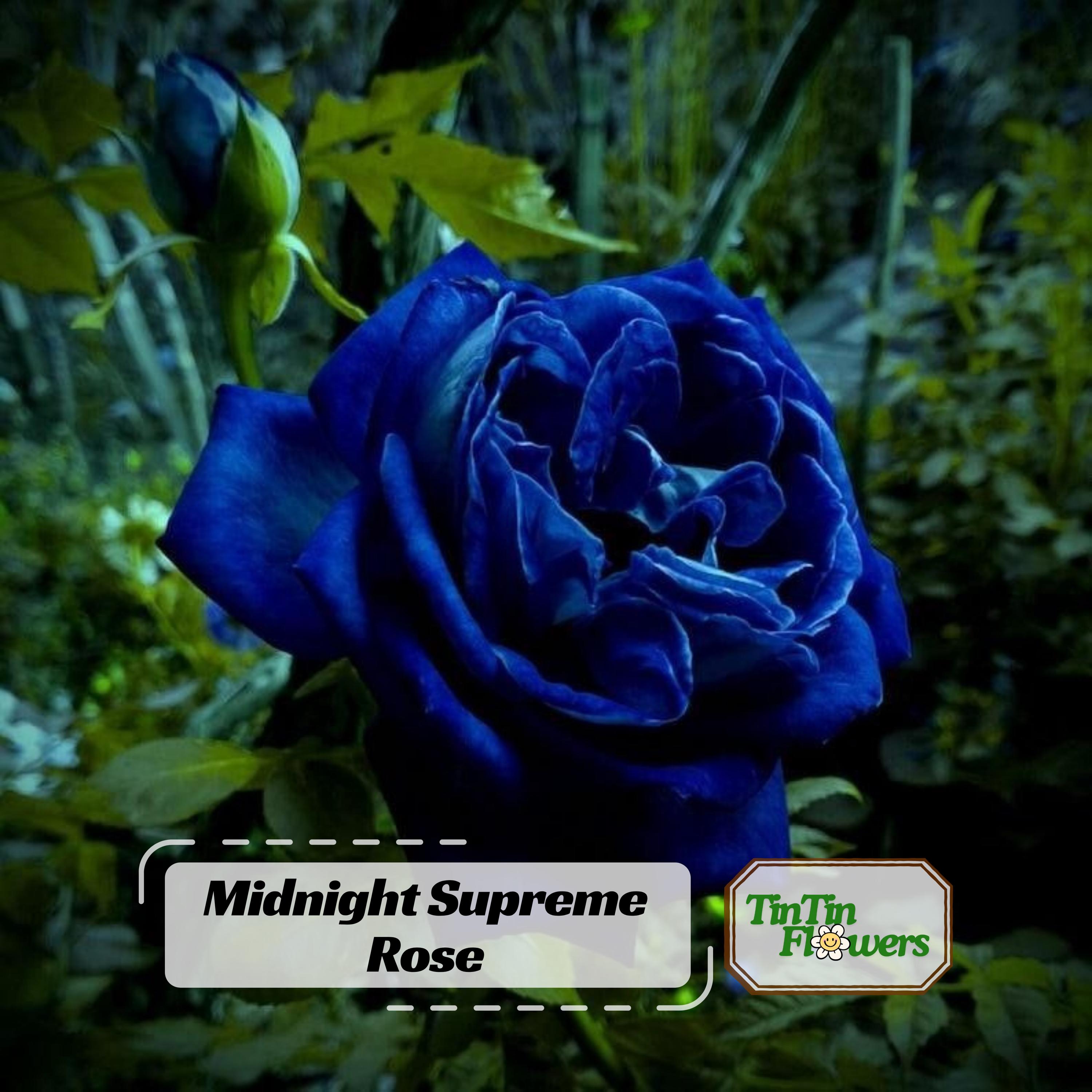 30+ Midnight Blue Supreme Rose Seeds -perennial-authentic Seeds