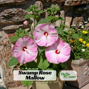 Rose Mallow Hibiscus  seeds-Perennial -Authentic Seeds-Flowers -Organic. Non GMO -Vegetable Seeds-Mix Seeds for Plant #6003