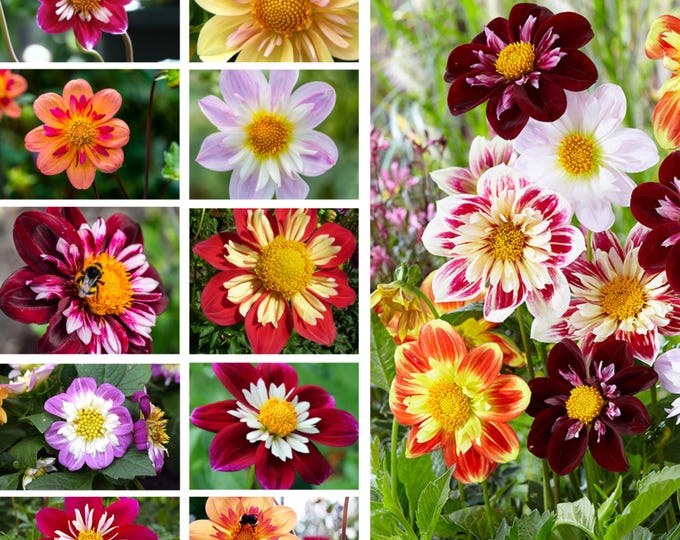 Collarette And Anemone Dahlia Seed Mix 25 Seeds Open Pollinated And 