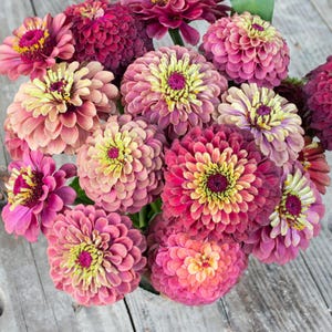 Queen Red Lime Zinnia Seeds | Open-Pollinated, (30 Seeds) image 12