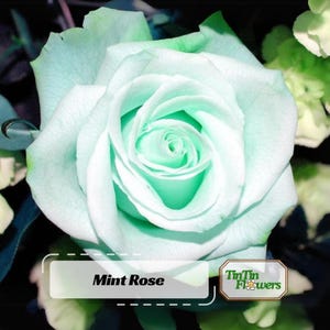 Mint Rose Seeds - Perennial - Authentic Seeds - Mix Seeds - Late Winter to Early Spring Planting Tim