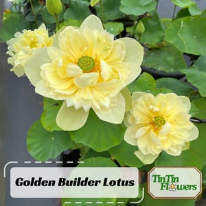 5+ Rare Seeds | Golden Builder Lotus Seeds - Indian Lotus (Nelumbo nucifera) Seeds - Open-Pollinating - Lotus Seeds for Planting #Q028