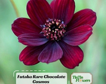 Futaba Rare Chocolate Cosmos Seeds | Open-Pollinated| Dark Blooms with Chocolate Scent | Easy to Grow | Non-GMO|Gardens & Bouquets