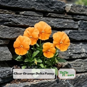 Clear Orange Delta Pansy Seeds - Cold Resistant - Open-Pollinating - Self-Pollinating - Draft Resistant - Plant in late Summer/Spring