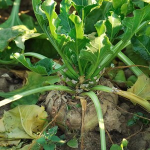 May include: Close-up of a sugar beet plant in a field. The plant features large, green leaves with a light green stem and a bulbous, beige root. The leaves have a slightly ruffled texture, and the plant is surrounded by soil and other vegetation.