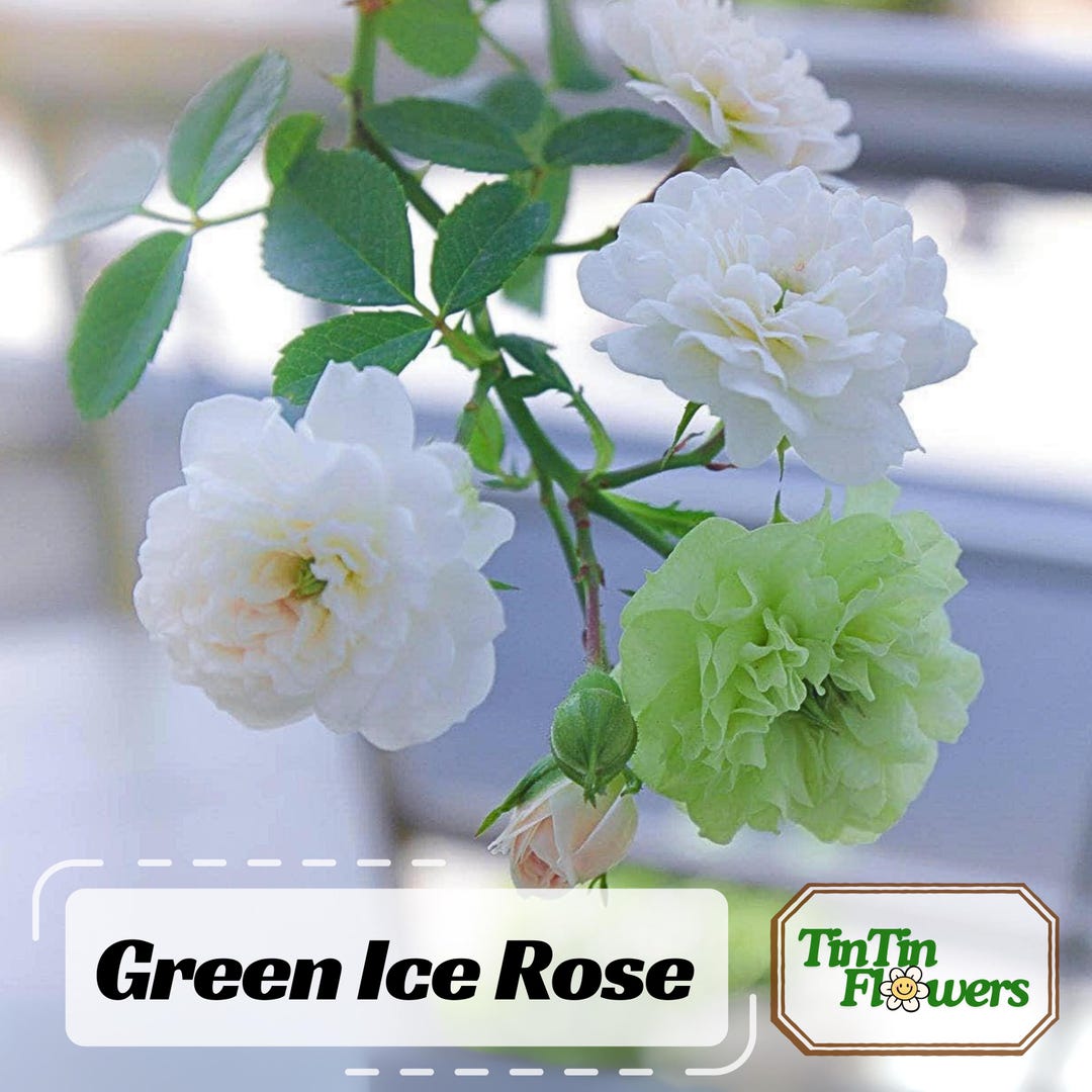 Green Ice Rose - Perennial - Authentic Seeds - Mix Seeds - Late Winter ...